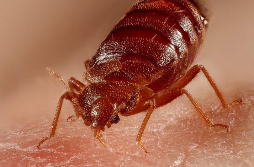 4 Crazy Things You Never Knew About Bed Bugs